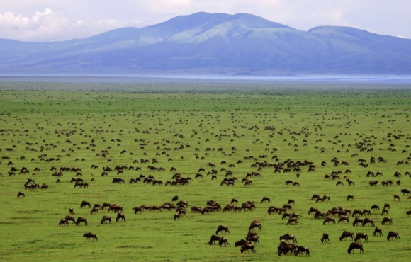 Serengeti